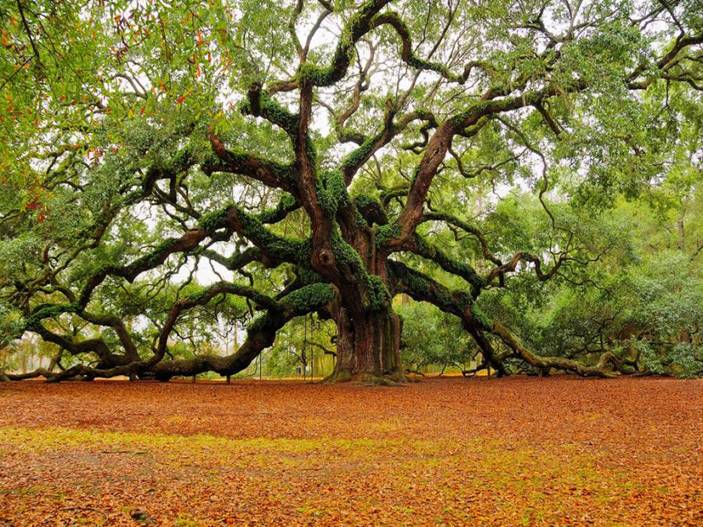 autumn and tree